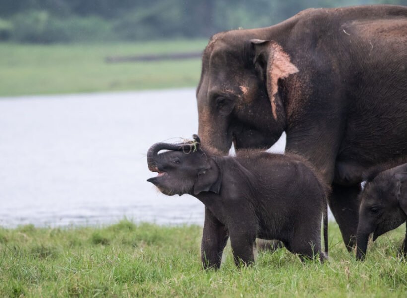 A-tusker-playing-with-a-baby-elephant-on-a-grass-lawn-1