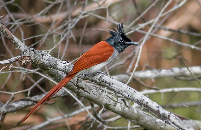 LSL_B2_Kalametiya-Bird-Sanctuary_800x520