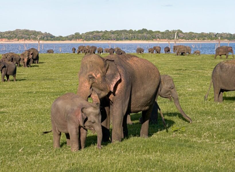 Minneriya-Safari-Tours-Review
