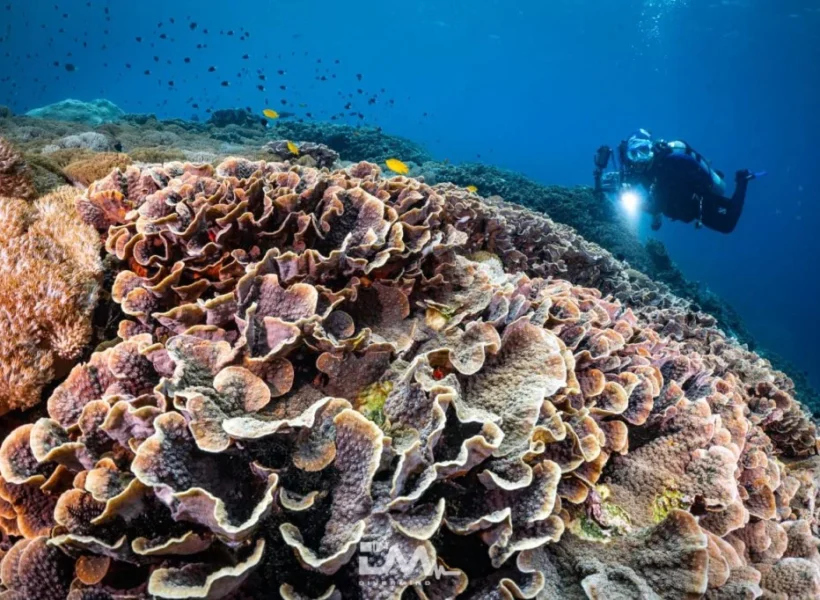Scuba-Diving-Bali-Top-5-Dive-Spots-for-Beginner-Divers-1024x682