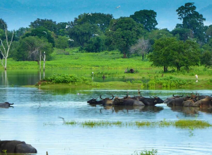 Water-buffaloes