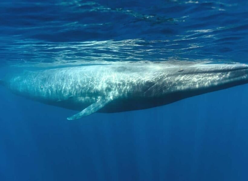 Whale-Watching-Sri-Lanka-Featured-Image