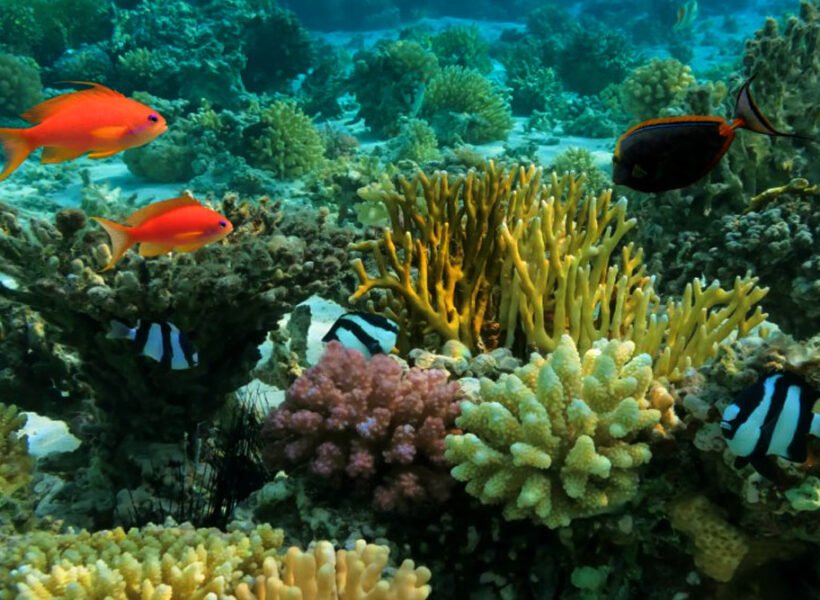 bar-reef-marine-sanctuary-in-sri-lanka-01