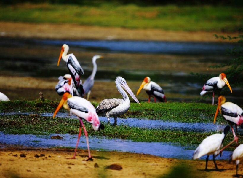 birds-at-kumana