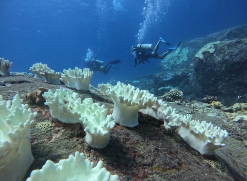scuba-diving-trincomalee-coral-reef-srilanka-scaled