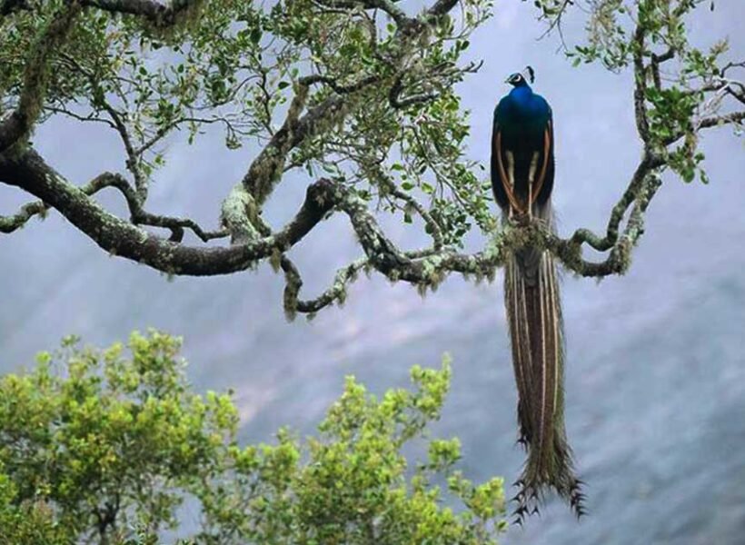 sinharaja-forest-feserve-sri-lanka