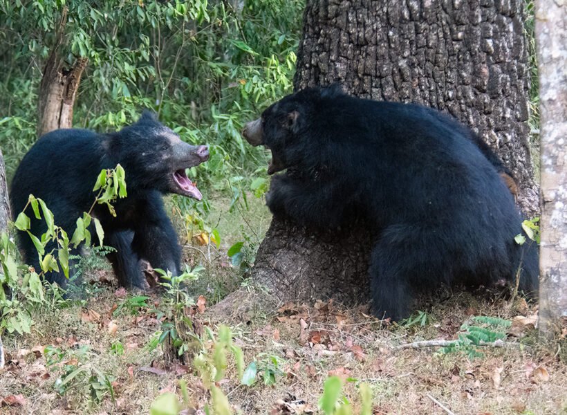 sloth-bears-1