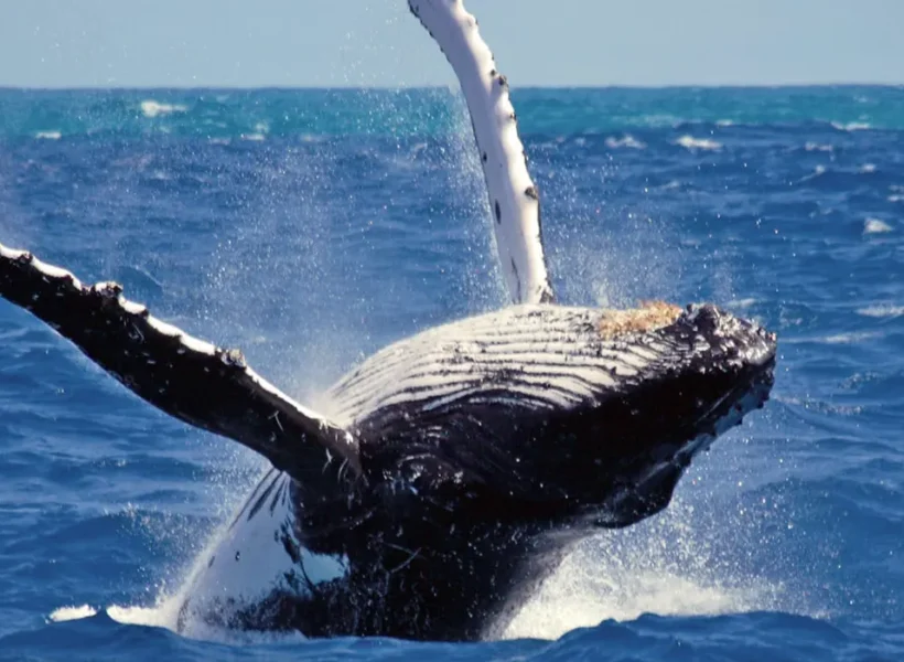 whale-watching-in-mirissa