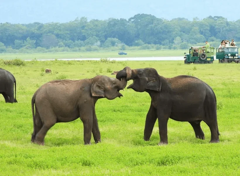 wonders-of-minneriya-national-park