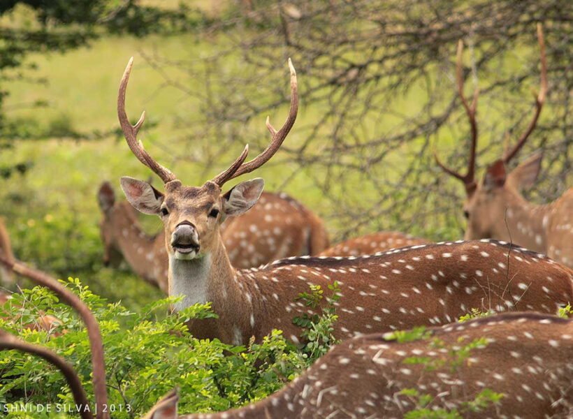 yala-national-park--sri-lanka-s-natural-gem_12_original_3